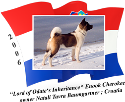American Akita male Enook Cherokee