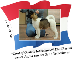 American Akita female Etu Cheyinti