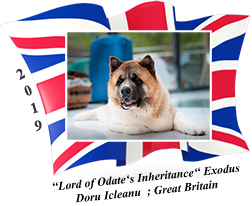 American Akita male Exodus