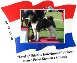 American Akita male Frisco
