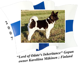 American Akita male Gopan