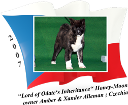 American Akita female Honey-Moon