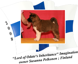 American Akita puppy female Imagination