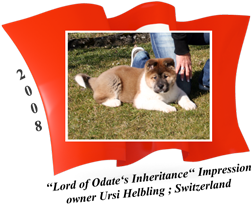 American Akita puppy female Impression