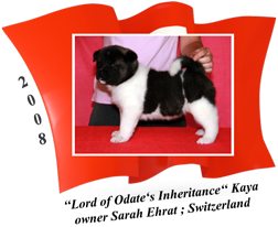 American Akita puppy female Kaya