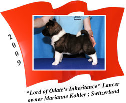American Akita puppy male Lancer