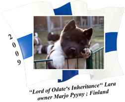 American Akita puppy female Lara