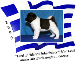 American Akita puppy male Mac Leod