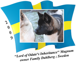 American Akita puppy male Magnum