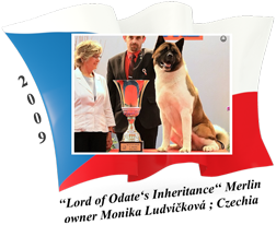 American Akita puppy male Merlin