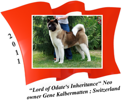 American Akita male Neo