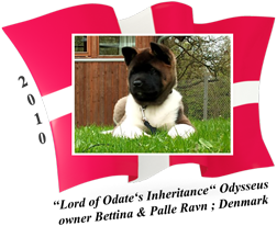 American Akita puppy male Odysseus