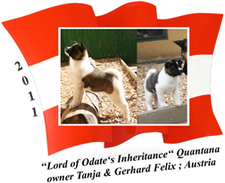 American Akita puppy female Quantana