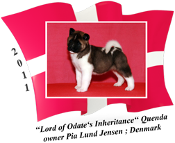 American Akita puppy female Quenda