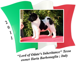 American Akita puppy female Tessa