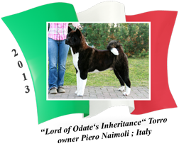 American Akita male Torro