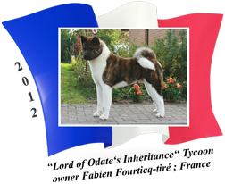American Akita male Tycoon