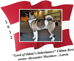 American Akita puppy male Ultima Best