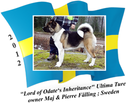 American Akita male Ultima Ture