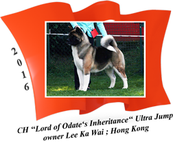 American Akita male CH Ultra Jump