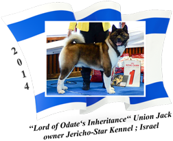American Akita male Union Jack