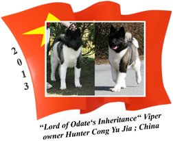 American Akita puppy female Viper