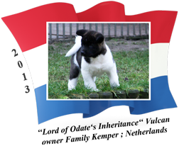 American Akita puppy male Vulcan