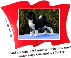 American Akita puppy male What you want