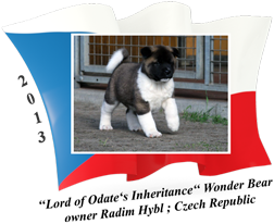 American Akita puppy male Wonder Bear