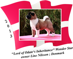 American Akita puppy female Wonder Star