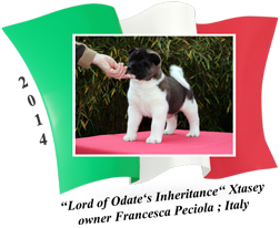 American Akita puppy female Xtasey