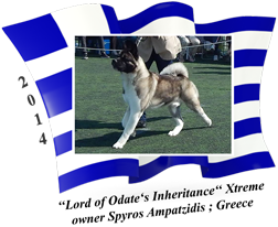 American Akita male Xtreme