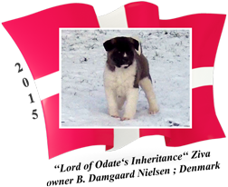 American Akita puppy female Ziva