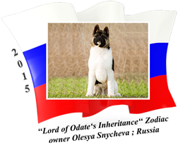 American Akita male Zodiac