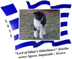 American Akita puppy female Zuleika