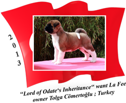 American Akita puppy female La Fee