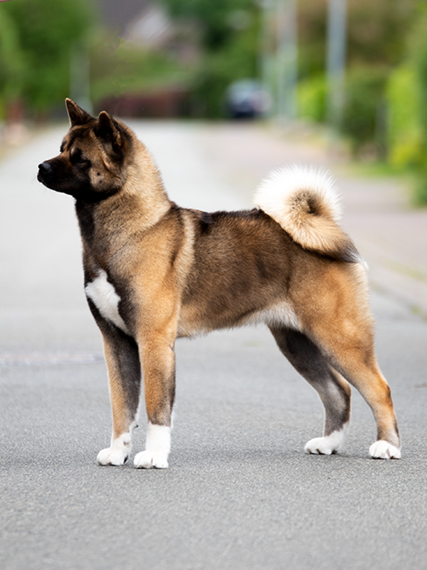 American Akita female Abby