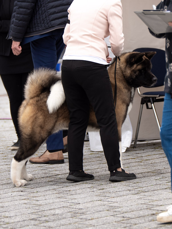 American Akita male Reece