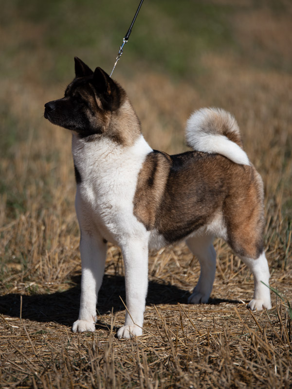 American Akita female Daphne