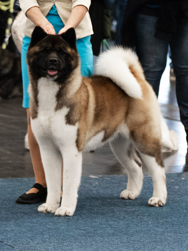 American Akita female Emotion