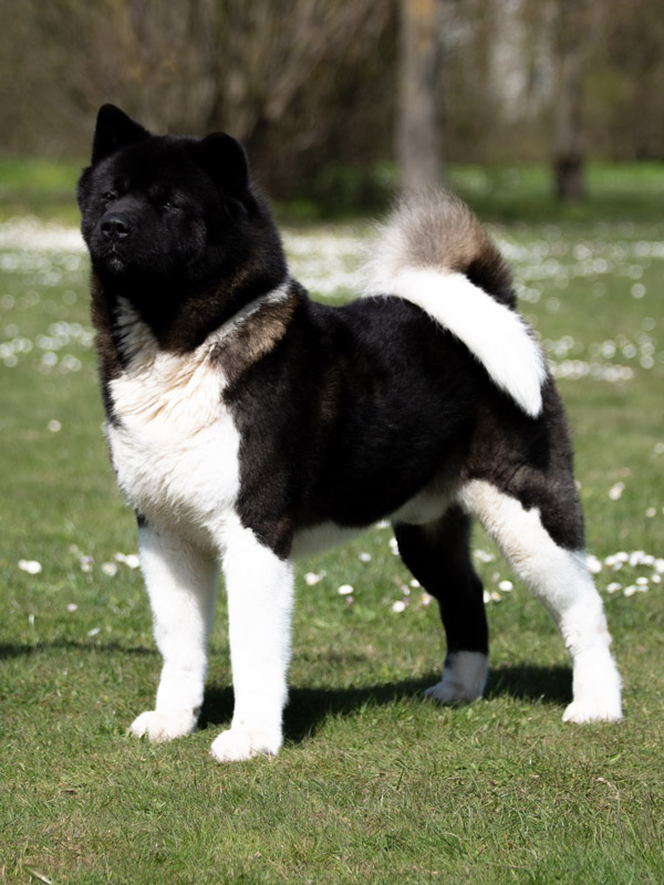 American Akita male Ham