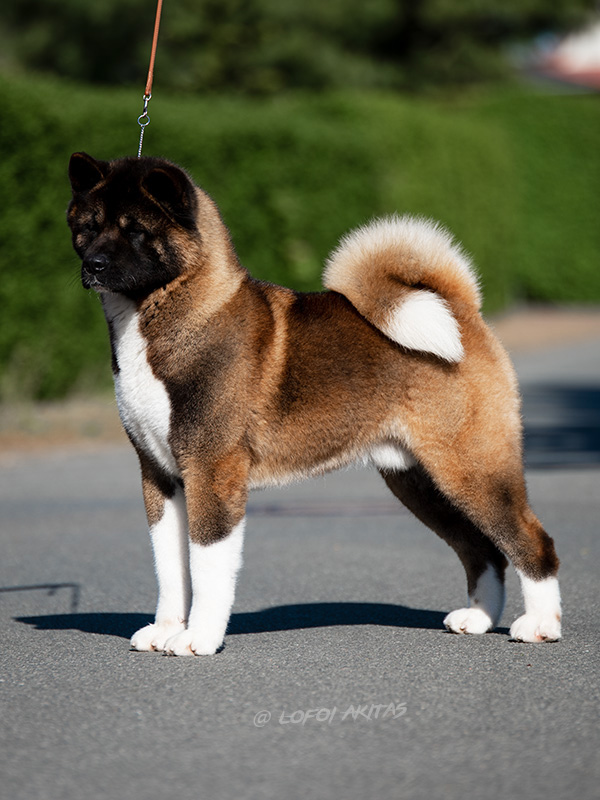 American Akita male Tima