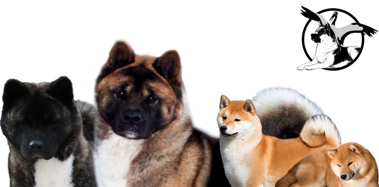 Heads Akitas und Schibas