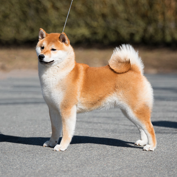 Shiba male Foxy