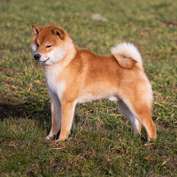 Shiba male Gena