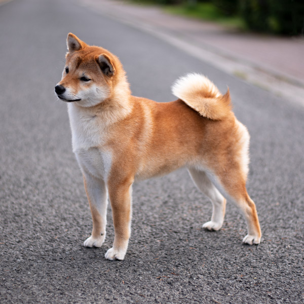 Shiba female Lea