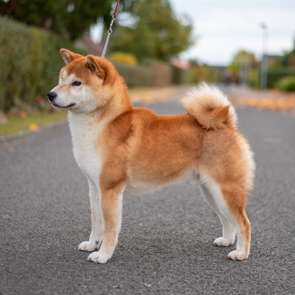 Shiba Rüde FLeo