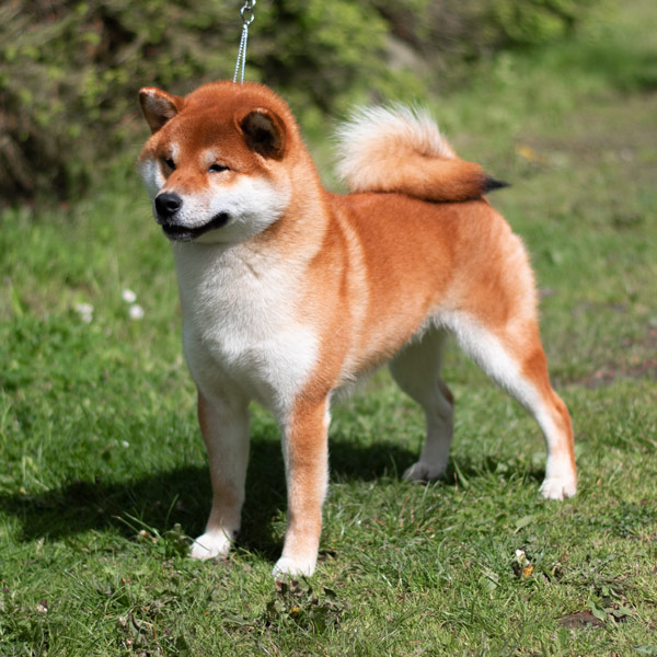 Shiba male Misha