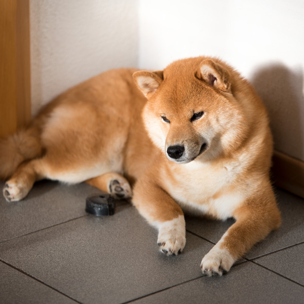 Shiba female Speedy