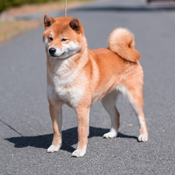 Shiba female Suki